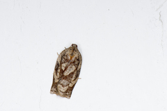 Homona issikii