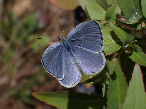 iNaturalist observation photo of Echo Azure