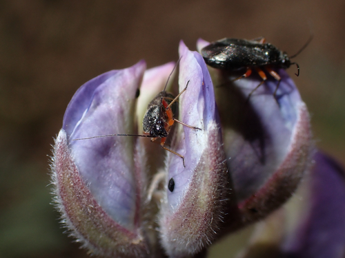 iNaturalist observation photo of Irbisia