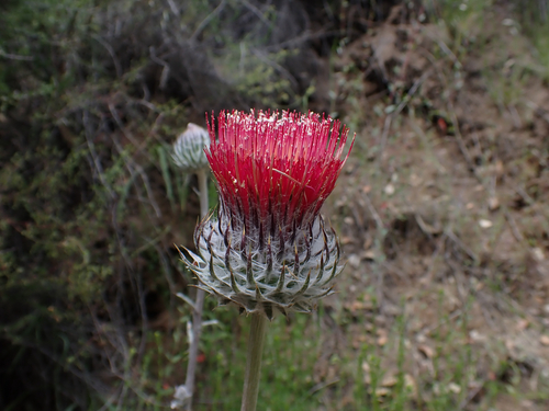 iNaturalist observation photo of Cobwebby Thistle