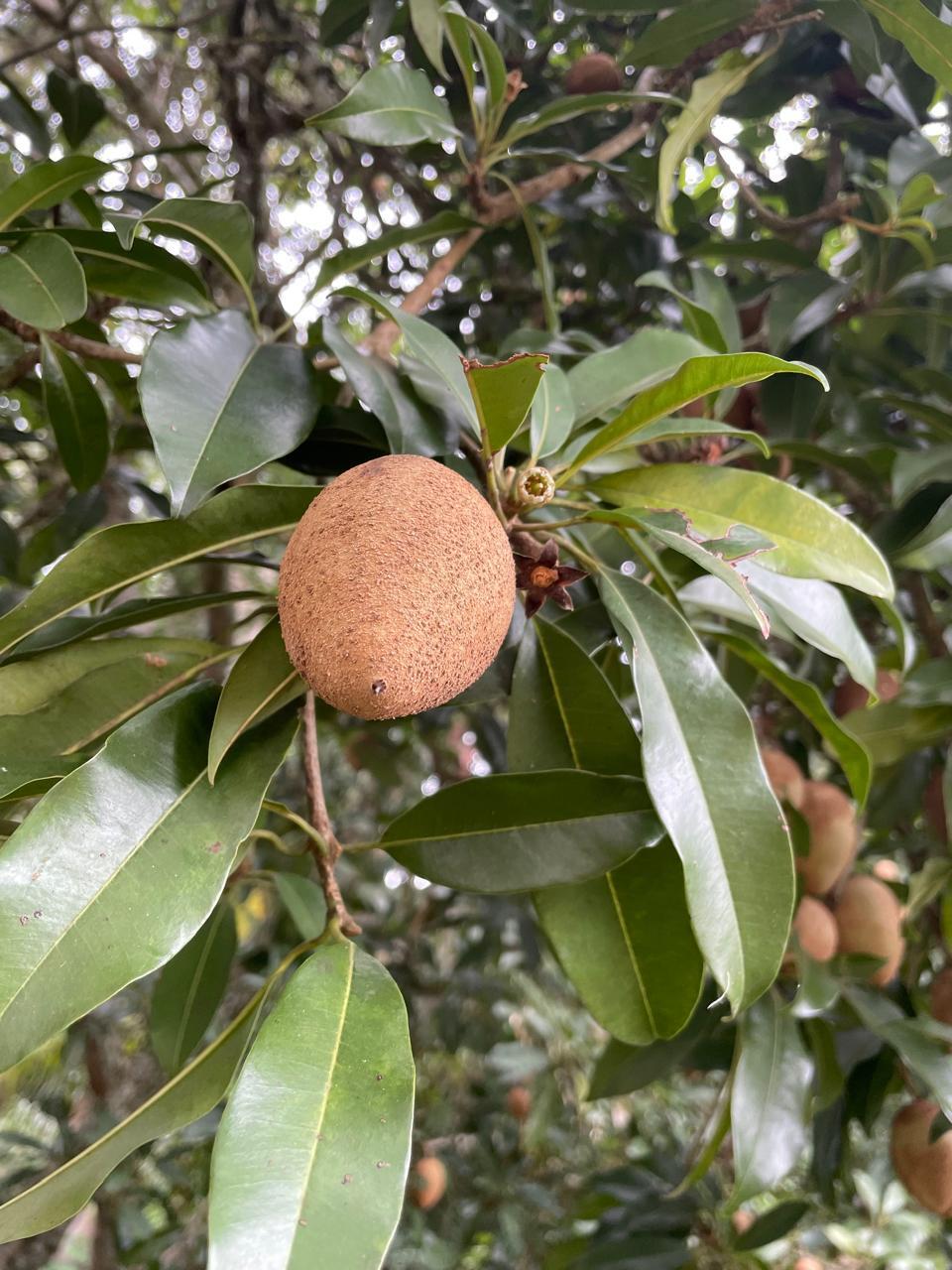 Manilkara zapota