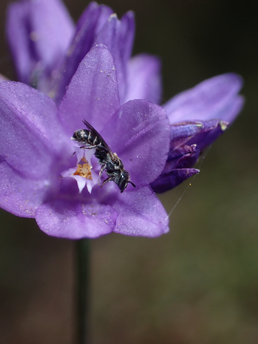 iNaturalist observation photo of Neochelostoma