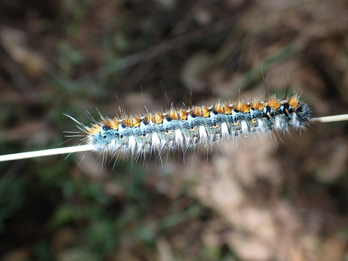 iNaturalist observation photo of Pacific Tent Caterpillar