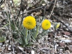 Erigeron bloomeri