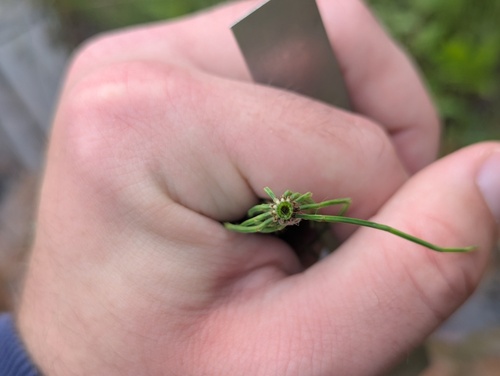 Equisetum × litorale, photograph 2