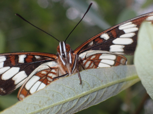 iNaturalist observation photo of Lorquin's Admiral