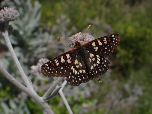 iNaturalist observation photo of Variable Checkerspot