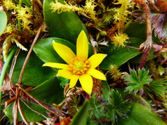 Knowltonia integrifolia