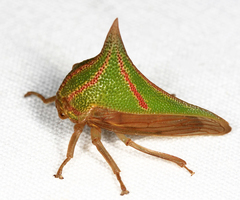 Umbonia spinosa