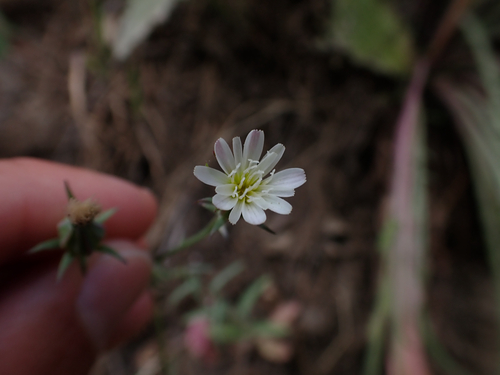 iNaturalist observation photo of California chicory