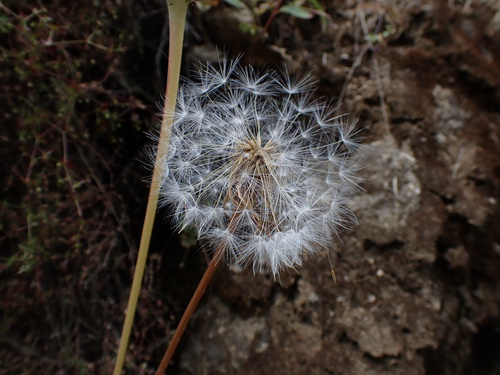 iNaturalist observation photo of bigflower agoseris