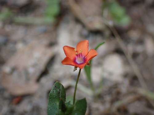 iNaturalist observation photo of scarlet pimpernel