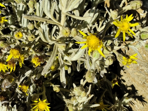 Senecio sublutescens