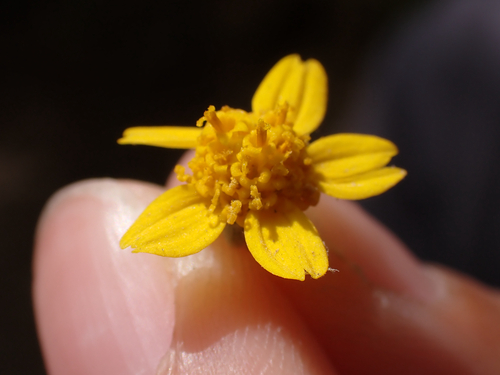 iNaturalist observation photo of Eriophyllinae