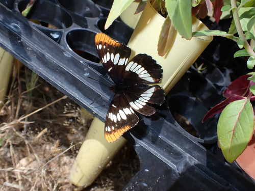 iNaturalist observation photo of Lorquin's Admiral