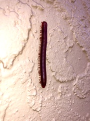 Trigoniulus corallinus
