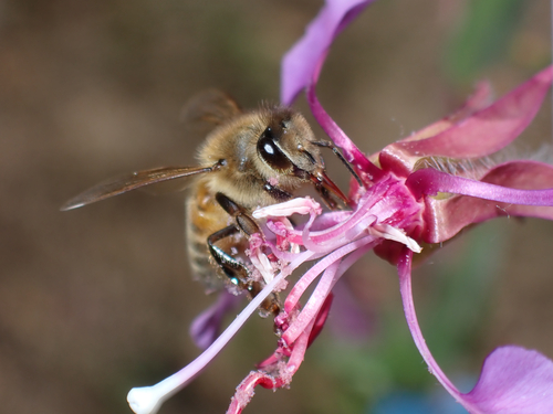 iNaturalist observation photo of Western Honey Bee