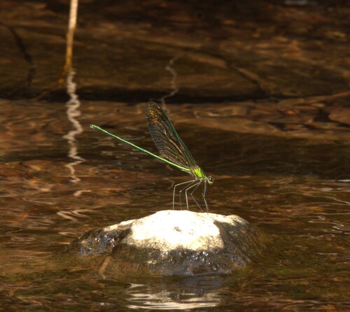 Green Metalwing