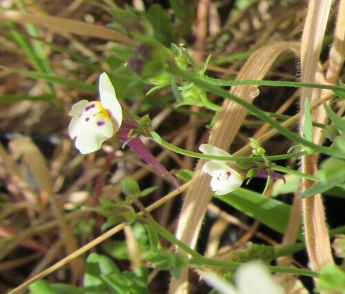 Linaria amethystea, photograph 4