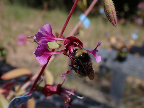 iNaturalist observation photo of Bumble Bees