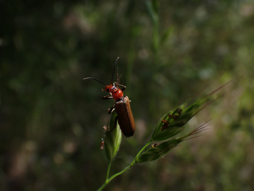 iNaturalist observation photo of Cantharinae