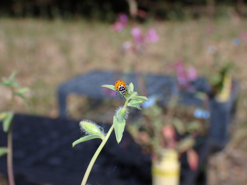 iNaturalist observation photo of Convergent Lady Beetle