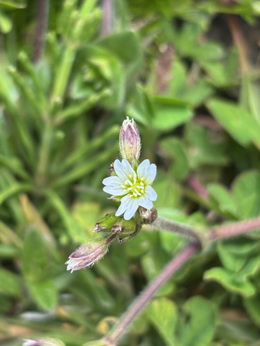 Cerastium fischerianum iNat (3)