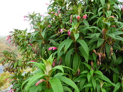 Siphocampylus actinothrix