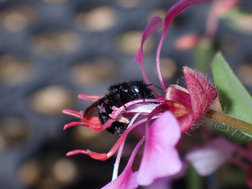iNaturalist observation photo of Small Mason Bees