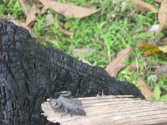 Opisthacanthus elatus