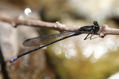 Argia ulmeca