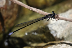Argia ulmeca