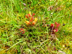 Castilleja pumila