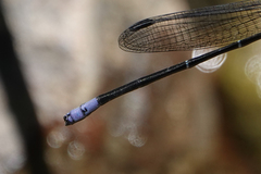 Argia ulmeca