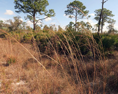 Andropogon brachystachyus