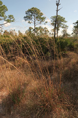 Andropogon brachystachyus