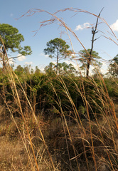 Andropogon brachystachyus