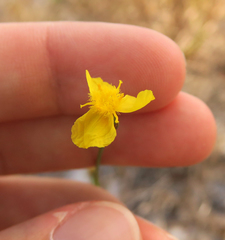 Xyris stenotera