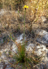 Xyris stenotera