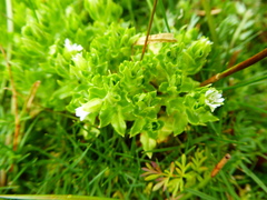 Stellaria weddellii