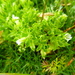 Stellaria weddellii - Photo (c) danplant, algunos derechos reservados (CC BY-NC), subido por danplant