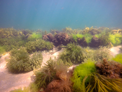 Platycephalus laevigatus