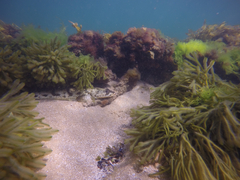 Platycephalus laevigatus