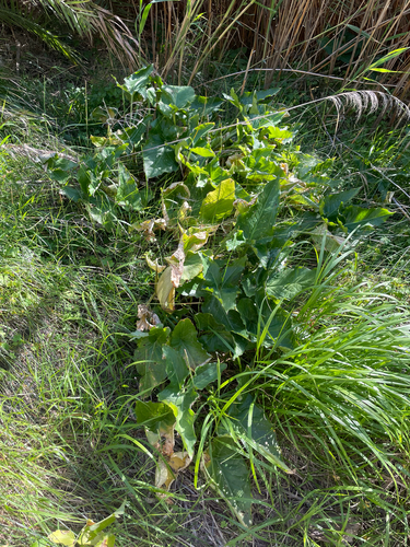 Arum concinnatum, photograph 5