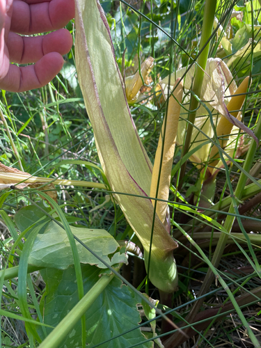 Arum concinnatum, photograph 3