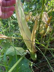 Arum concinnatum, photograph (c) Chase Mathey, some rights reserved (CC BY)