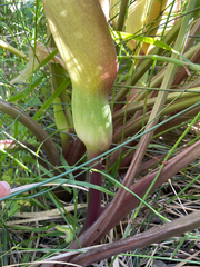 Arum concinnatum, photograph (c) Chase Mathey, some rights reserved (CC BY)