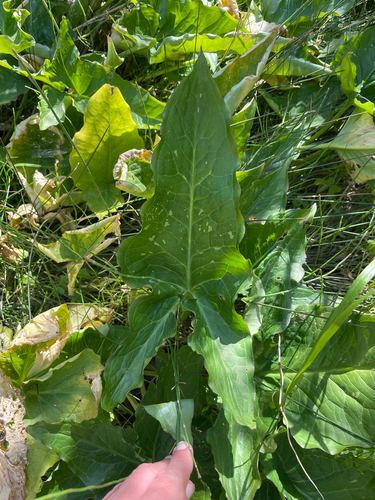 Arum concinnatum, photograph 2
