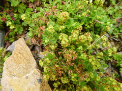 Alchemilla fulvescens