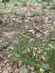 Carex muehlenbergii